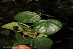 Ficus laevis var. macrocarpa